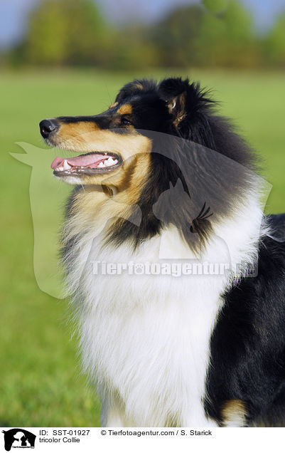 tricolor Collie / tricolor Collie / SST-01927