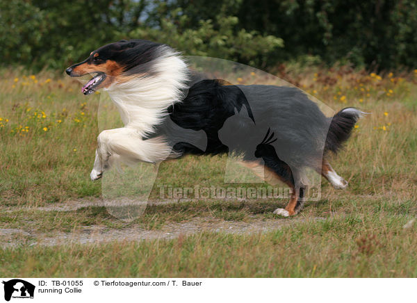 running Collie / TB-01055
