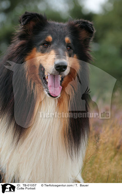 Collie Portrait / TB-01057