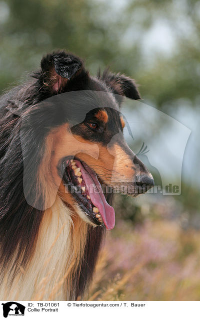 Collie Portrait / Collie Portrait / TB-01061
