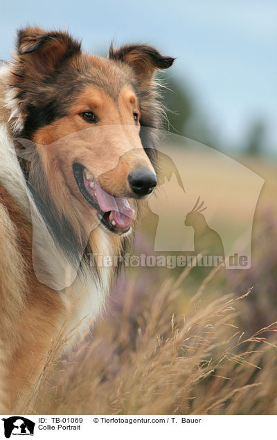 Collie Portrait / TB-01069