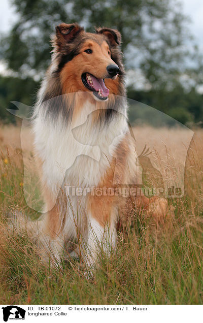 longhaired Collie / TB-01072