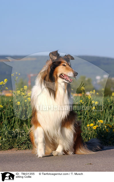 sitting Collie / TM-01355