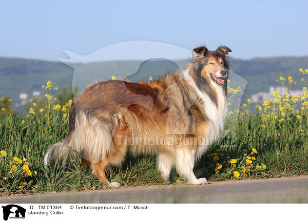 standing Collie / TM-01364