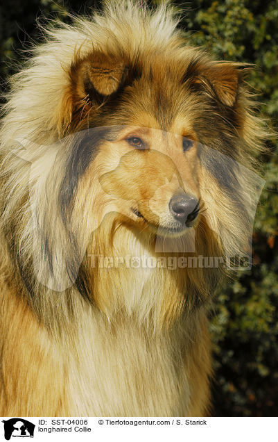 longhaired Collie / SST-04006