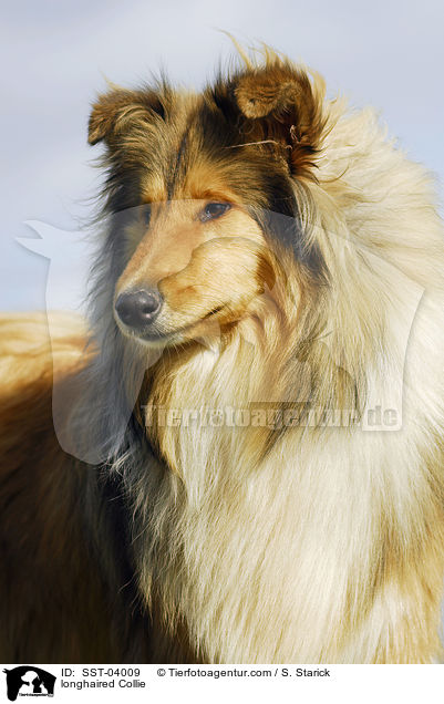 longhaired Collie / SST-04009