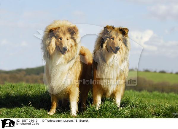 longhaired Collie / SST-04013