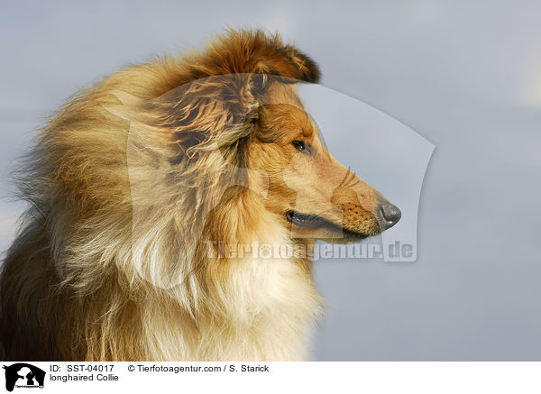 longhaired Collie / SST-04017