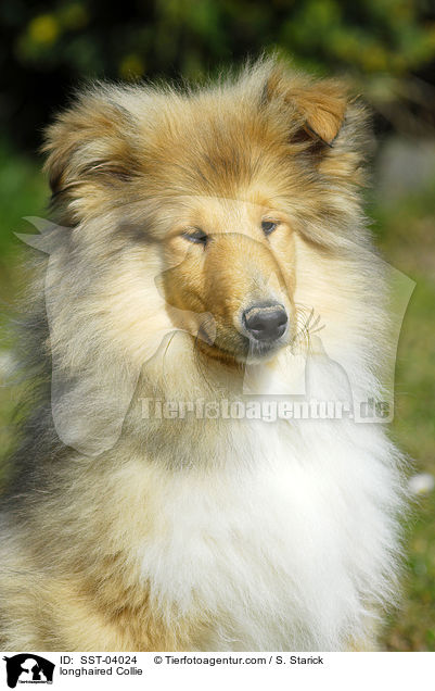 longhaired Collie / SST-04024