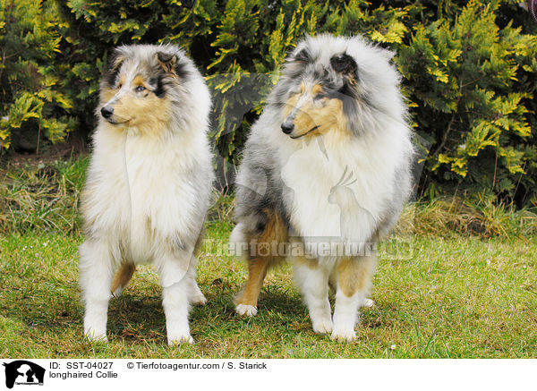 longhaired Collie / SST-04027