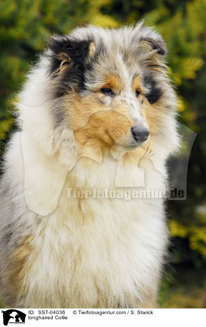 longhaired Collie / SST-04036
