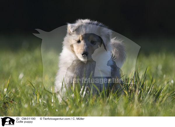 Collie puppy / CM-01190