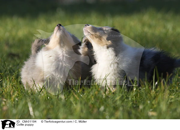 Collie puppy / CM-01194