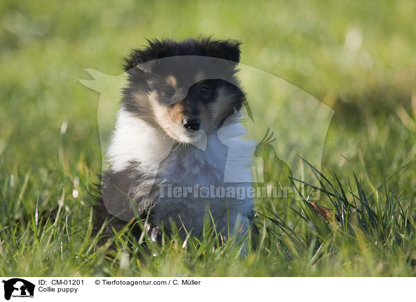 Collie puppy / CM-01201