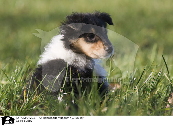 Collie puppy / CM-01202
