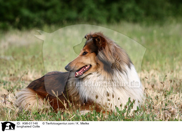 longhaired Collie / KMI-01146