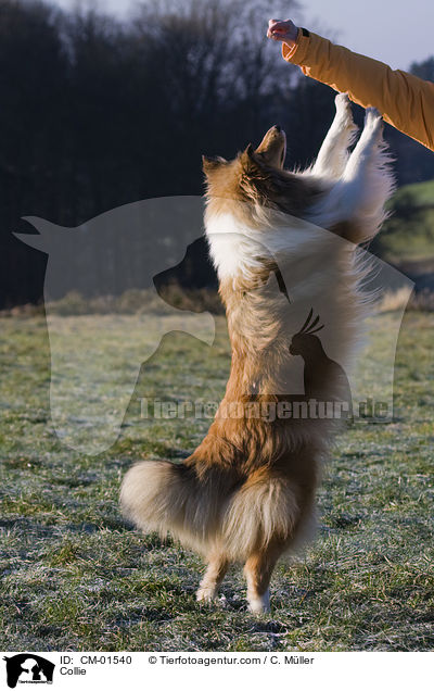 Langhaarcollie macht Mnnchen / Collie / CM-01540