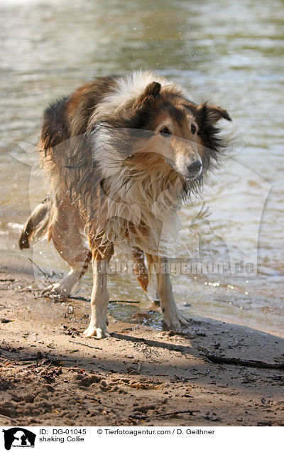 Collie schttelt sich / shaking Collie / DG-01045