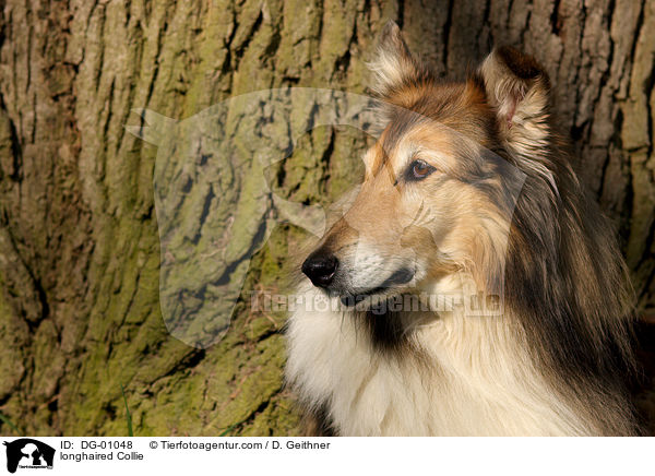 longhaired Collie / DG-01048