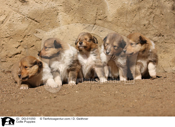 Collie Puppies / DG-01050