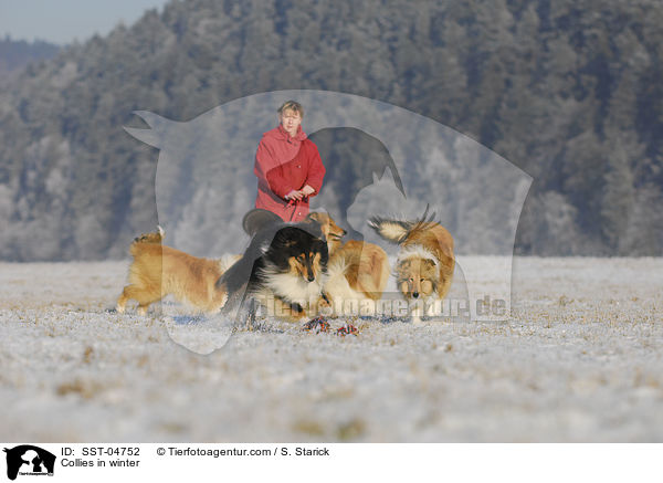 Collies in winter / SST-04752