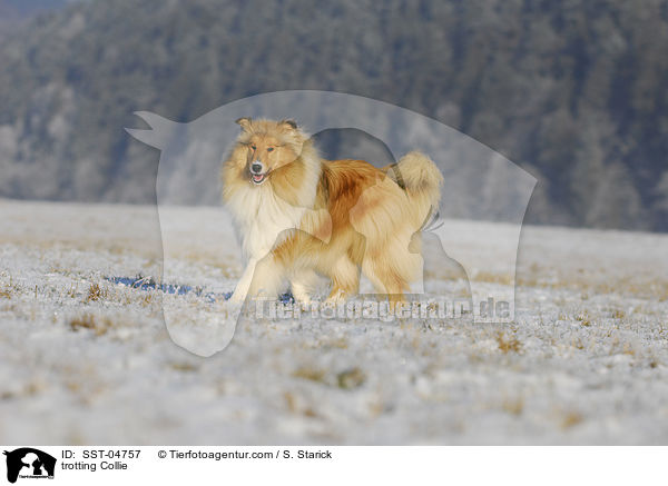 trotting Collie / SST-04757