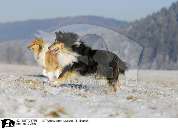 running Collies / SST-04758