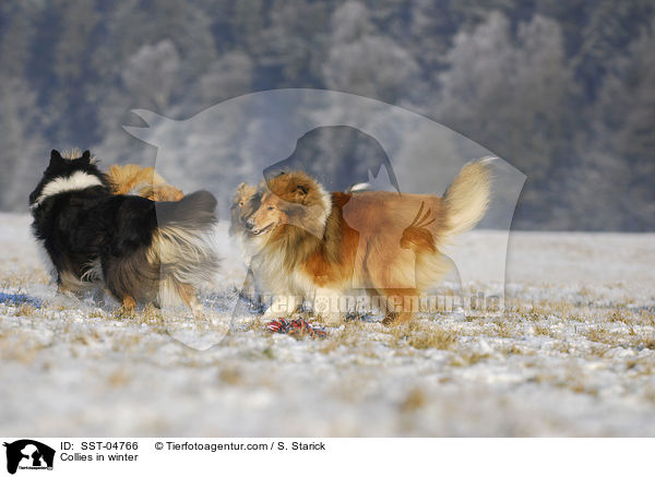 Collies in winter / SST-04766