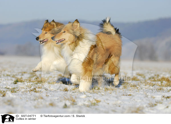 Collies in winter / SST-04771