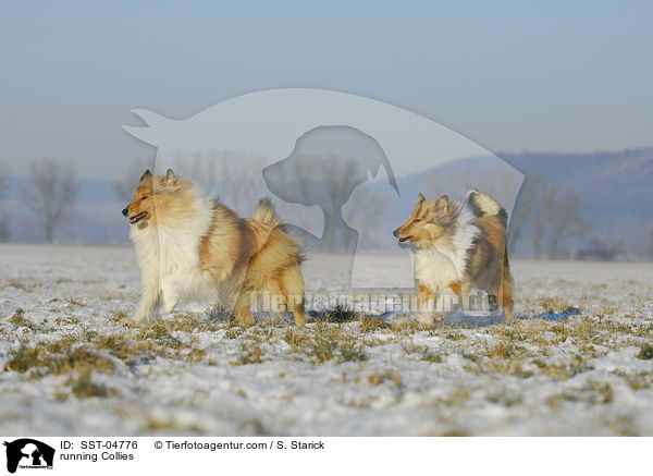 rennende Collies / running Collies / SST-04776