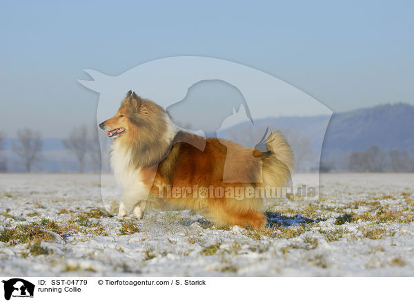 rennender Collie / running Collie / SST-04779