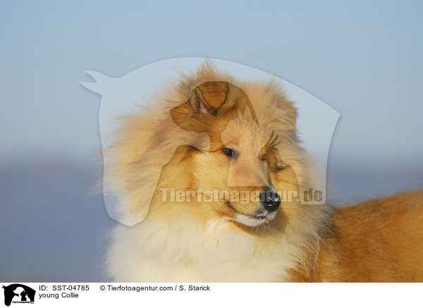 junger Collie / young Collie / SST-04785
