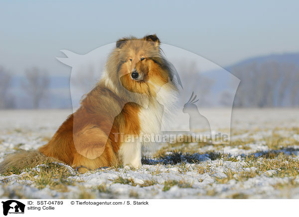 sitzender Collie / sitting Collie / SST-04789