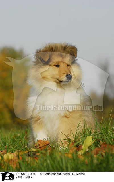 Collie Welpe / Collie Puppy / SST-04810