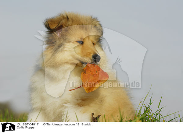 Collie Welpe / Collie Puppy / SST-04817