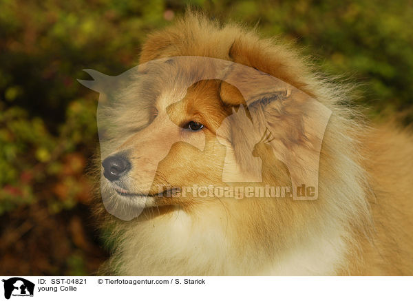 junger Collie / young Collie / SST-04821