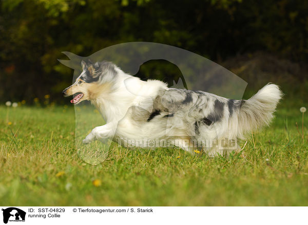 rennender Collie / running Collie / SST-04829