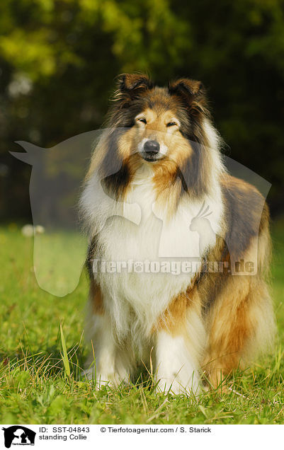 stehender Collie / standing Collie / SST-04843