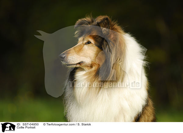Collie Portrait / Collie Portrait / SST-04850