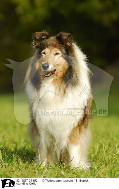 stehender Collie / standing Collie / SST-04852