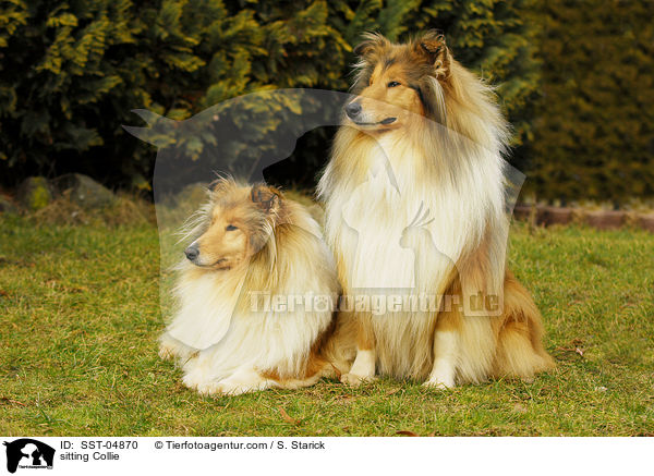sitzender Collie / sitting Collie / SST-04870