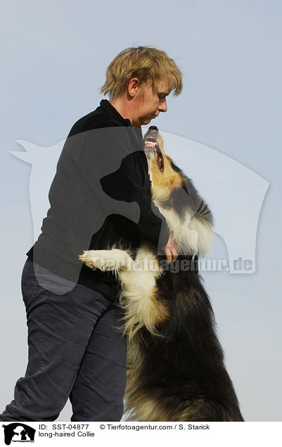 Langhaarcollie / long-haired Collie / SST-04877