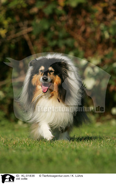 old collie / KL-01836