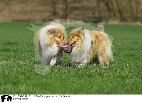 playing collies / SST-05215