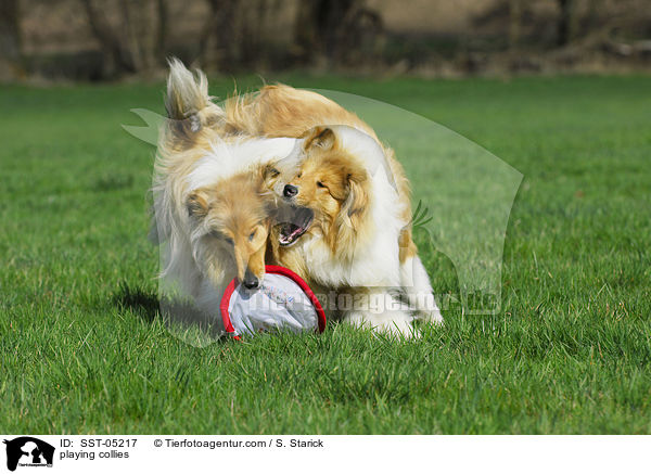 playing collies / SST-05217