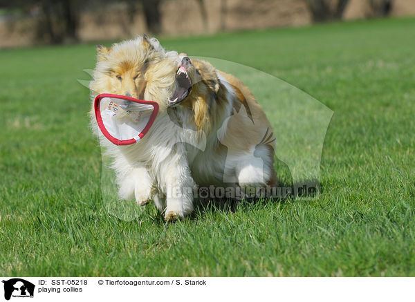 playing collies / SST-05218