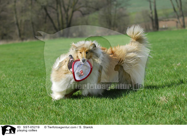 playing collies / SST-05219
