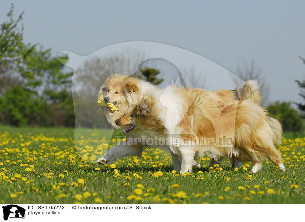 playing collies / SST-05222