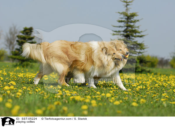 playing collies / SST-05224