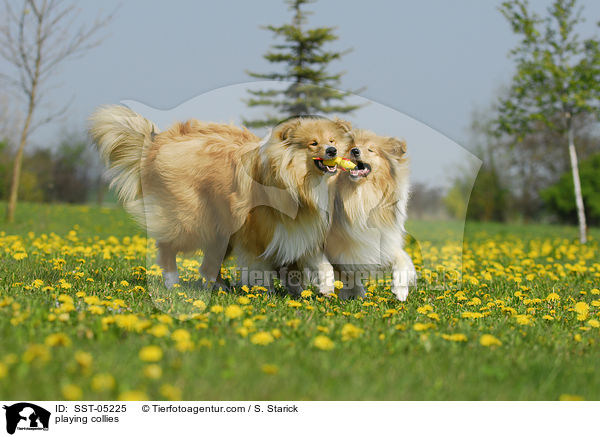 playing collies / SST-05225